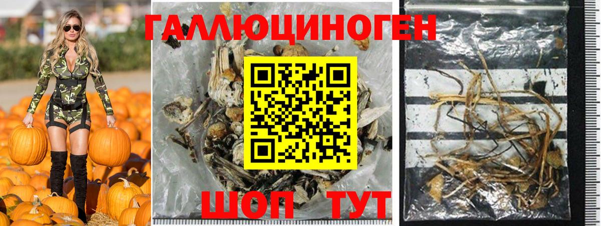 Псилоцибиновые грибы Psilocybine cubensis Барнаул